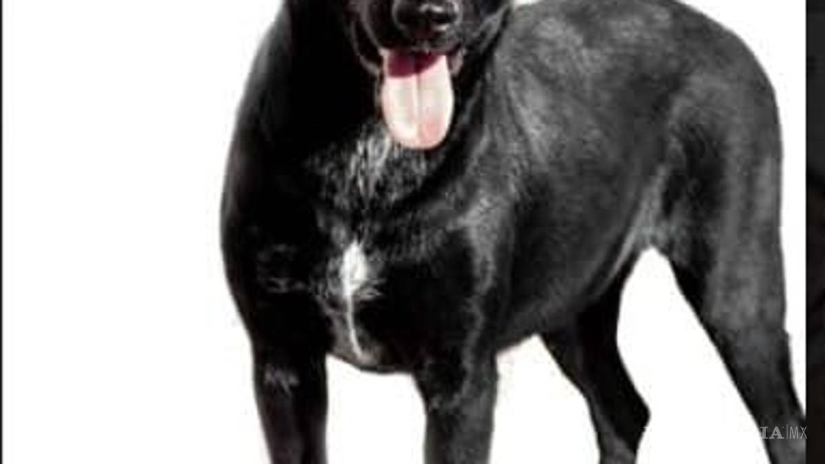 Saltillo: ¿has visto estos perritos? Asaltan a Fundación Lomitos al Rescate y varios se perdieron