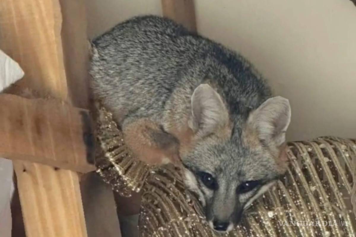 Capturan y liberan a zorro hallado en una bodega al norte de Saltillo (video)