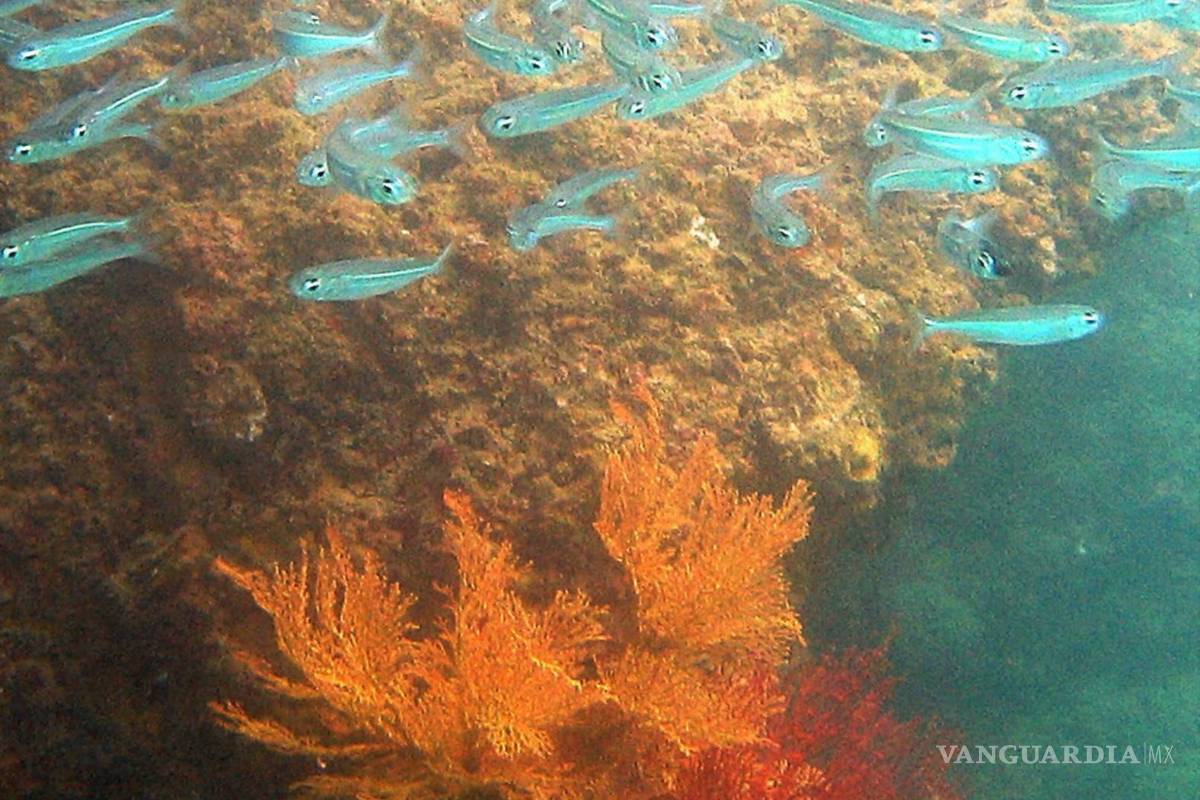 $!Para los corales, el aumento de la temperatura del planeta, la contaminación del agua y la sobrepesca les provocan estrés y “causando el ‘blanqueamiento del coral’.