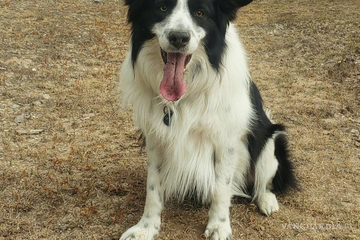 Mi perro es mi reflejo