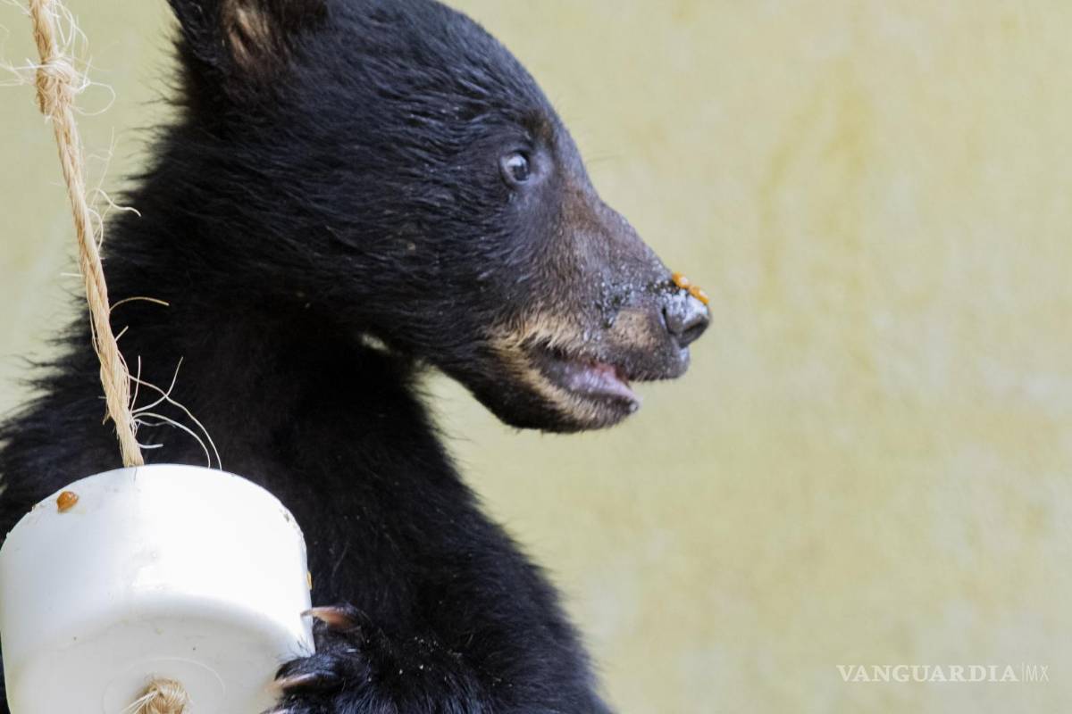 Cachorros huérfanos de osa atropellada ya no regresarán al entorno natural; evalúan lugares de resguardo