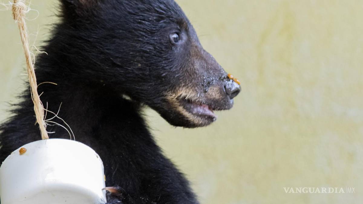 Cachorros huérfanos de osa atropellada ya no regresarán al entorno natural; evalúan lugares de resguardo