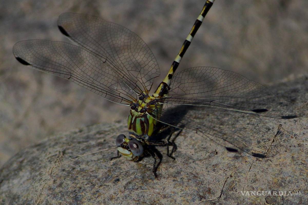 Desierto de Coahuila: opción para visitar en vacaciones de Semana Santa