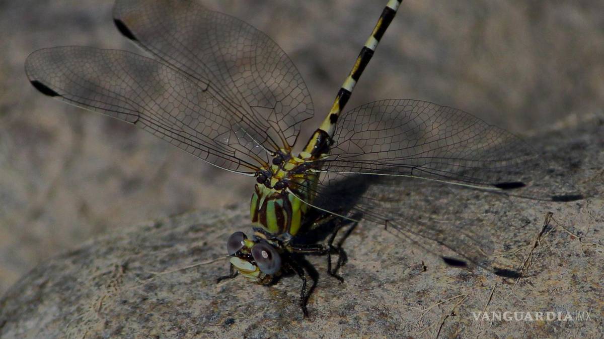 Desierto de Coahuila: opción para visitar en vacaciones de Semana Santa