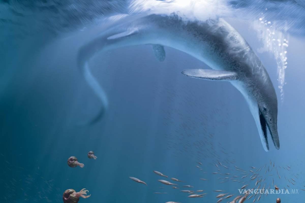 $!Recreación de C. youngorum acechando los océanos hace 246 millones de años. Ilustración de Stephanie Abramowicz