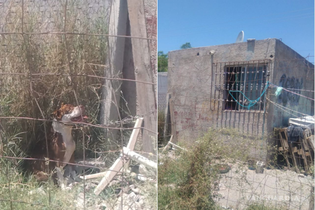 $!Usuarios de redes sociales compartieron la publicación para concientizar sobre el maltrato animal y la necesidad de proteger a las mascotas en temporadas de calor en Saltillo.