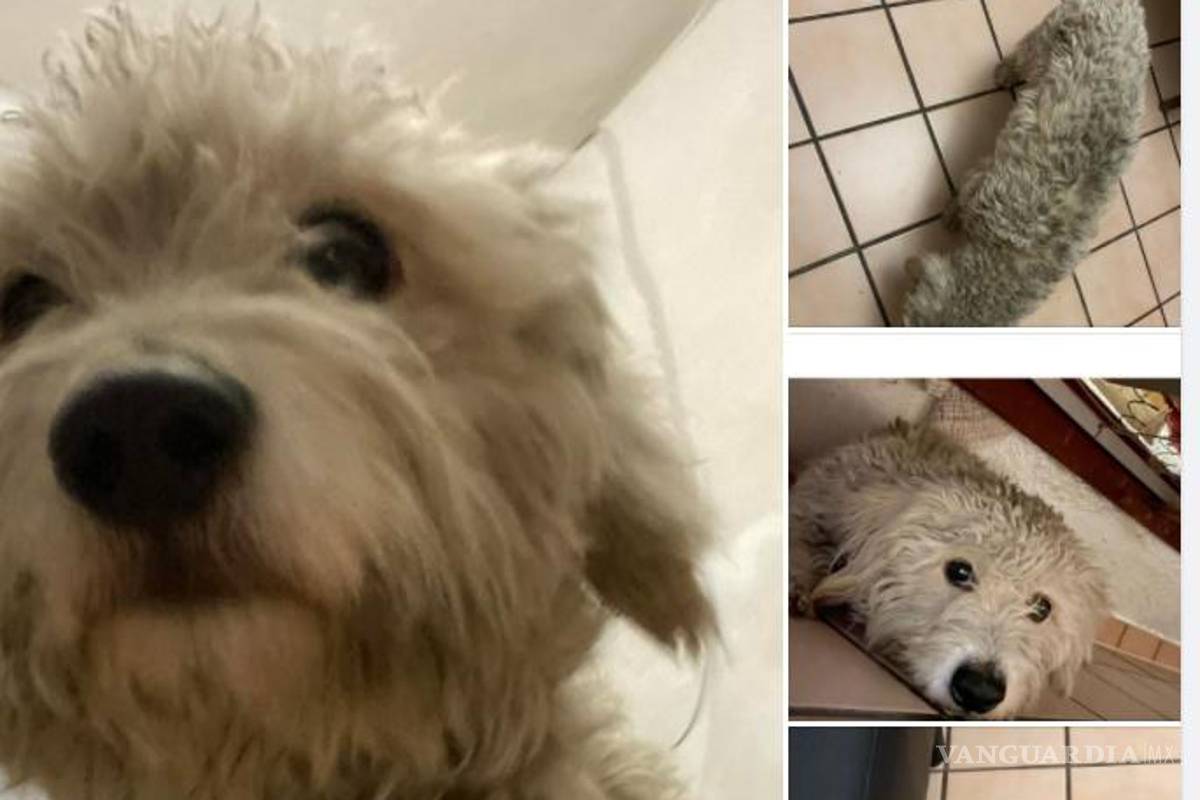 ¡Sin entender! Inicia Año Nuevo con perros extraviados y afectados por ruido de cohetes en Saltillo