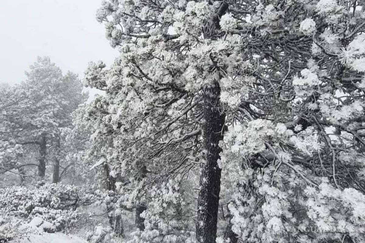 $!Otra vez sur de Nuevo León se tiñe de blanco por caída de aguanieve