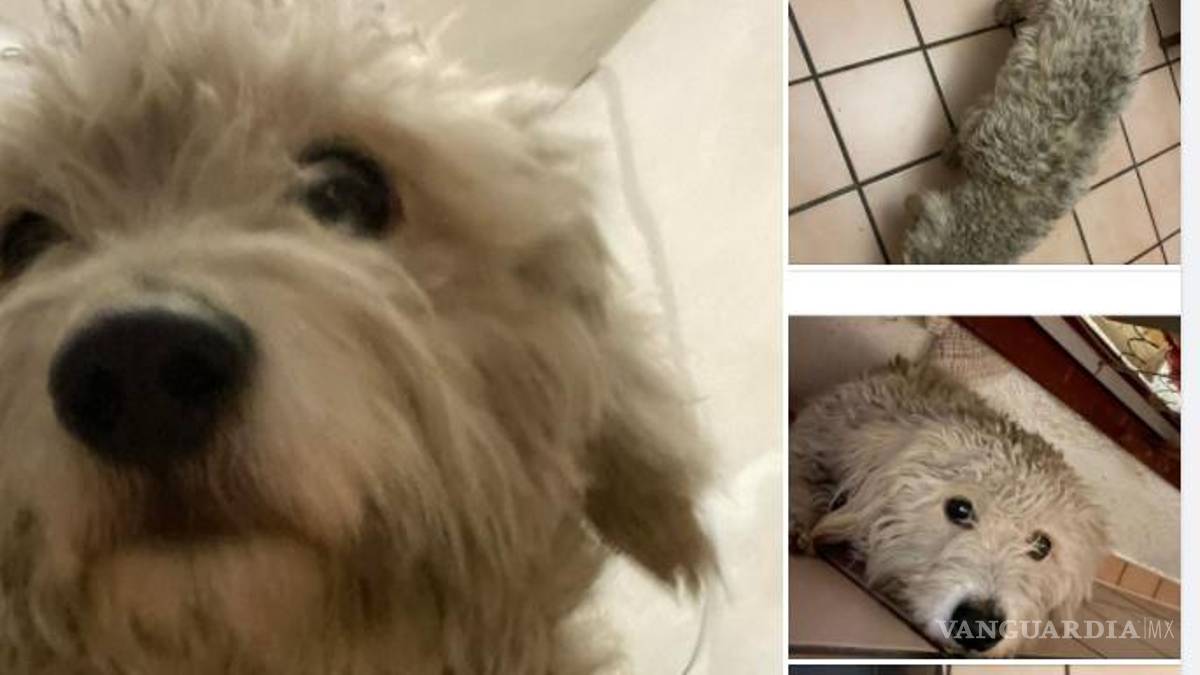 ¡Sin entender! Inicia Año Nuevo con perros extraviados y afectados por ruido de cohetes en Saltillo