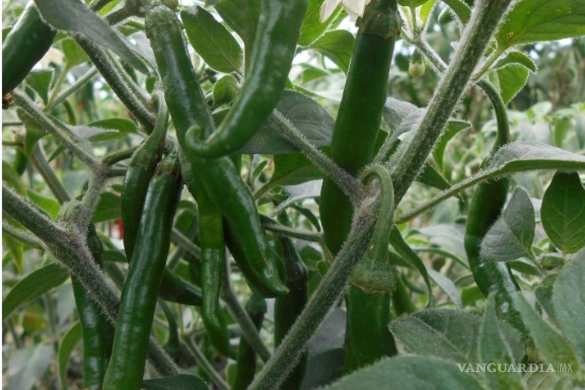 Crean súper chile mexicano