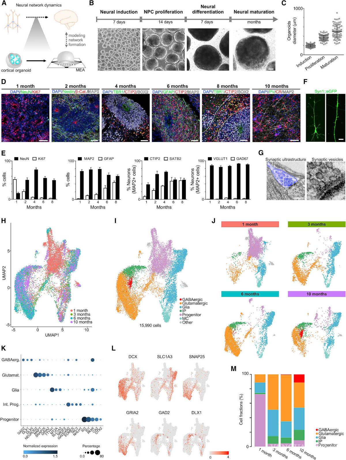 $!Cerebros diminutos creados en laboratorio desarrollan redes neuronales funcionales