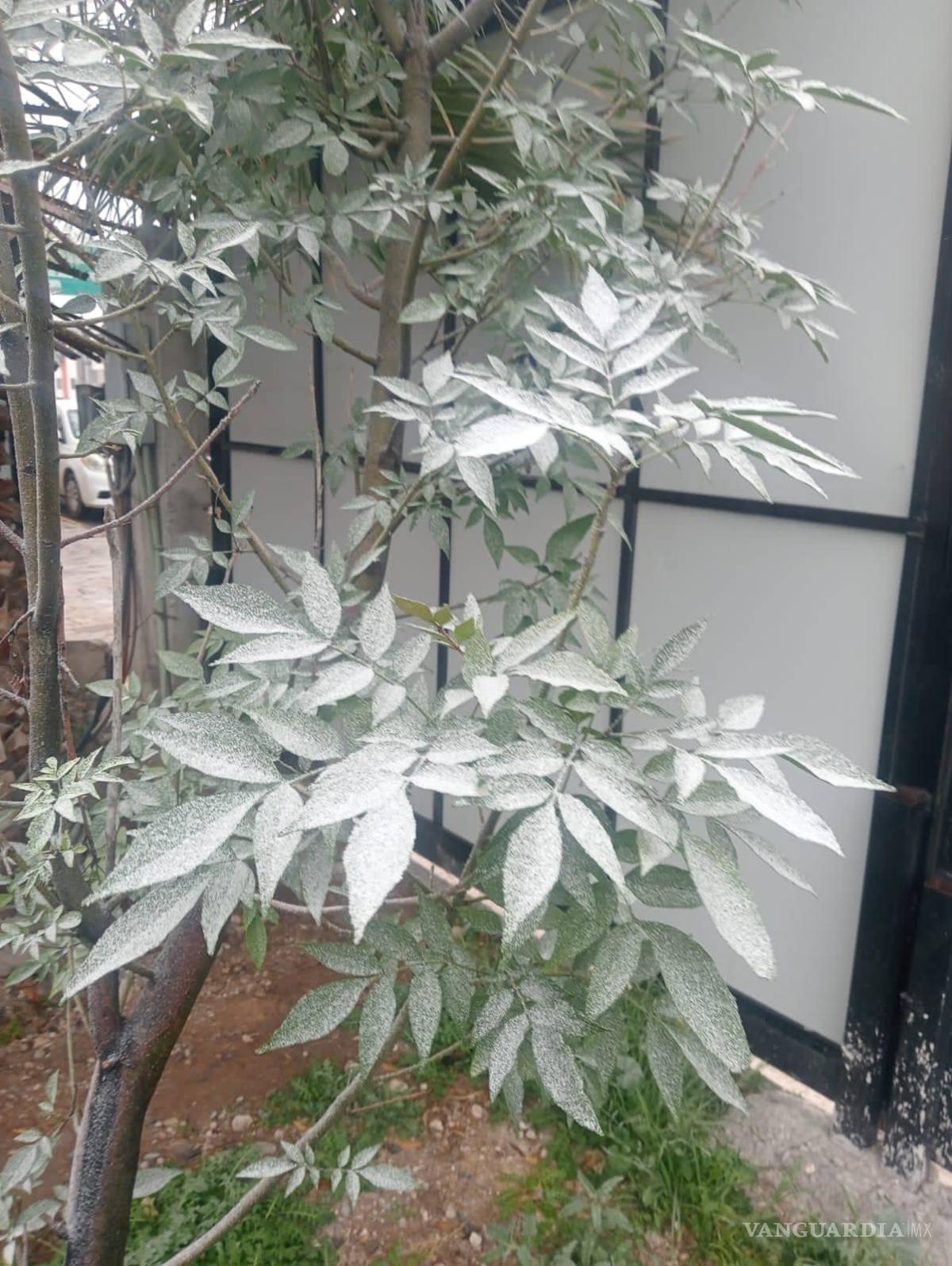 $!Imagen captada en una vivienda en Ramos Arizpe.