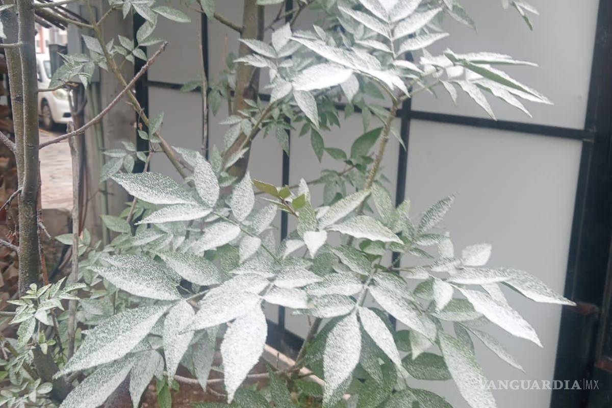 $!Imagen captada en una vivienda en Ramos Arizpe.