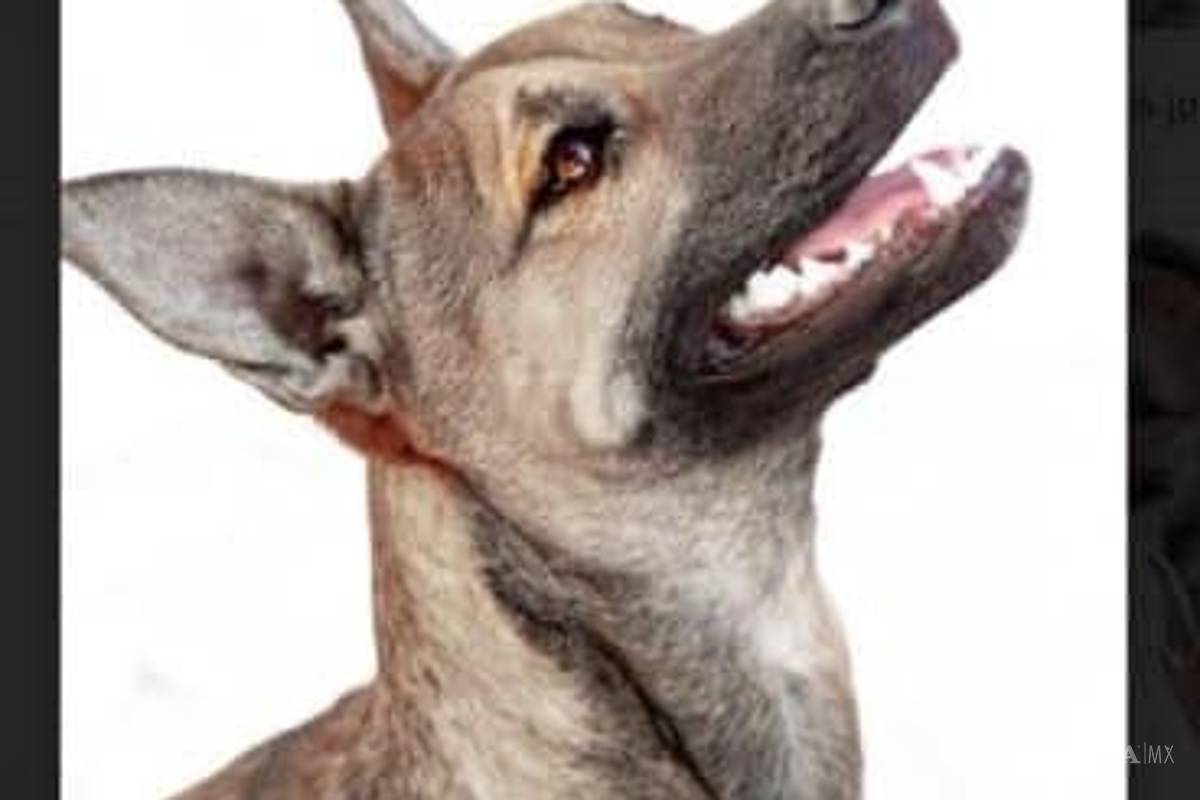 Saltillo: ¿has visto estos perritos? Asaltan a Fundación Lomitos al Rescate y varios se perdieron