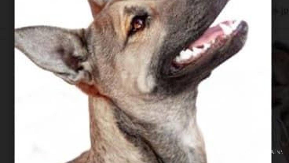 Saltillo: ¿has visto estos perritos? Asaltan a Fundación Lomitos al Rescate y varios se perdieron