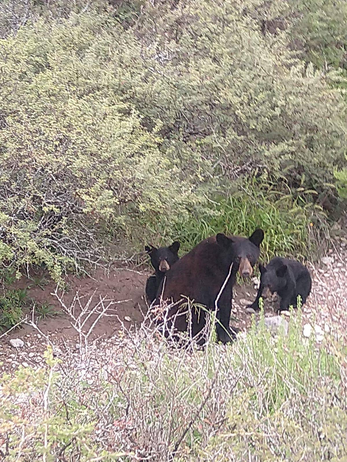 $!Avistamiento de osos en Mirasierra, a la altura de Otilio.