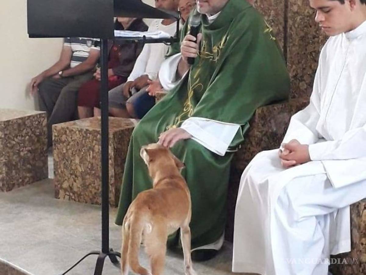 $!Sacerdote lleva perros a sus misas para que fieles los adopten; "Son de Dios"
