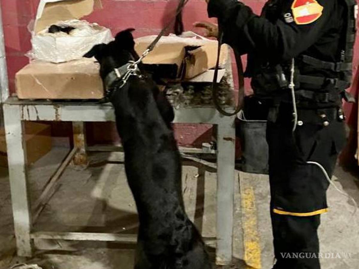 $!Con la ayuda de binomios caninos pudieron detectar el enervante en la empresa de paquetería del municipio de San Nicolás de los Garza.
