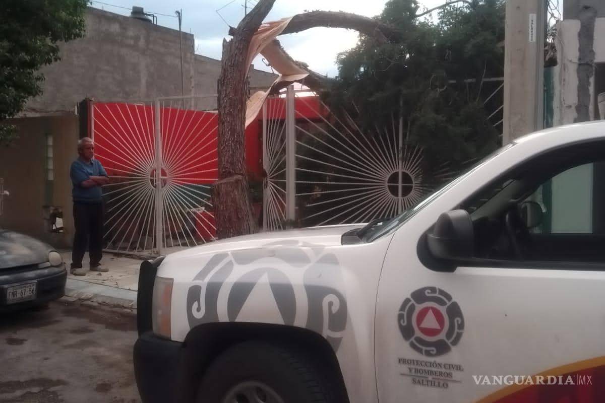 Árboles, los más afectados por rachas de viento en Saltillo