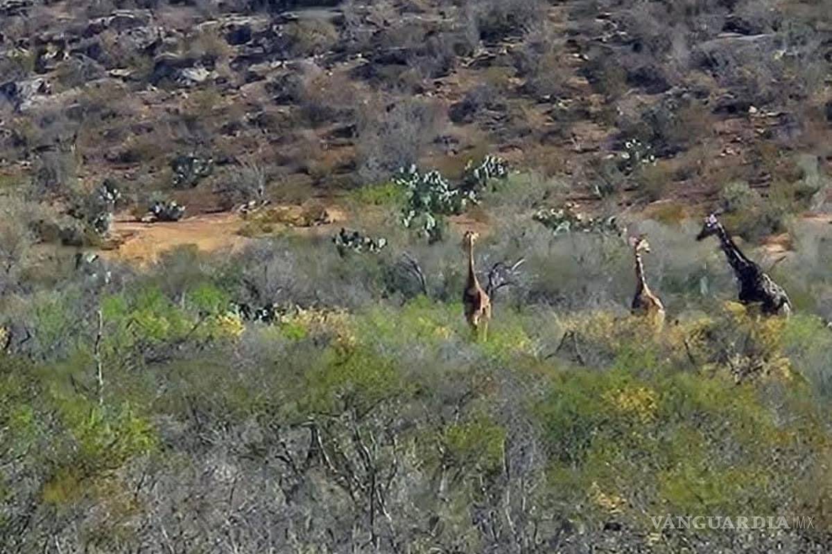 ¿Jirafas en Coahuila? Policías las hallan de nuevo en una brecha rural y causa sorpresa