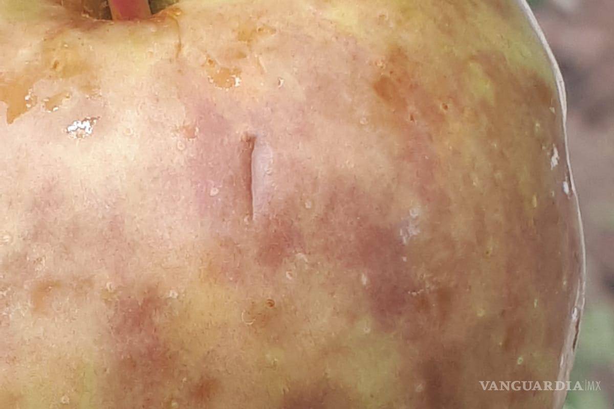 Afecta granizo 70 hectáreas de manzanos en Arteaga, pero comunidad agradece la lluvia