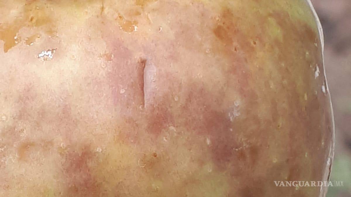 Afecta granizo 70 hectáreas de manzanos en Arteaga, pero comunidad agradece la lluvia