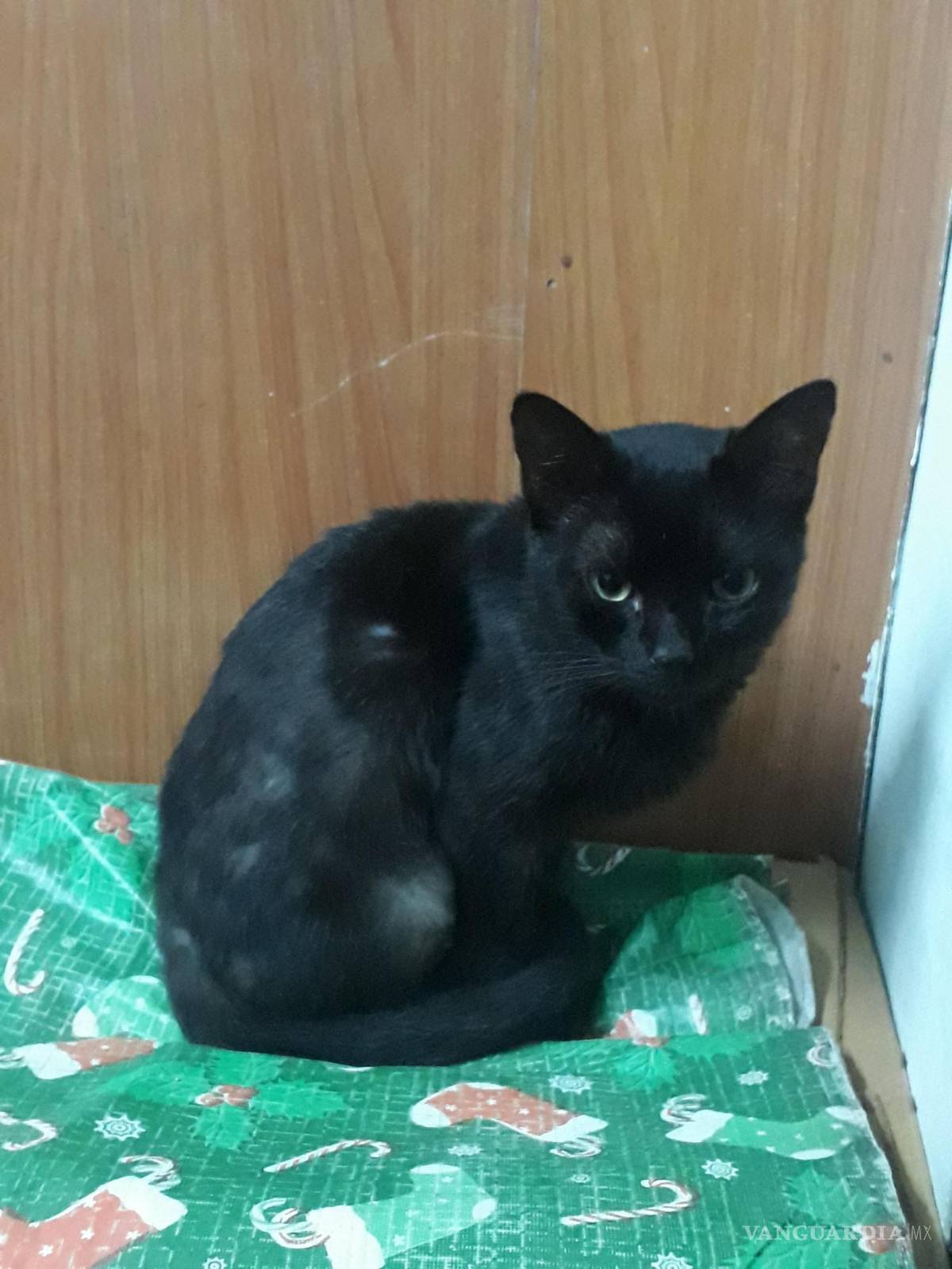 $!Rompe con su novia y la corre, por abandonar a su gato en la calle