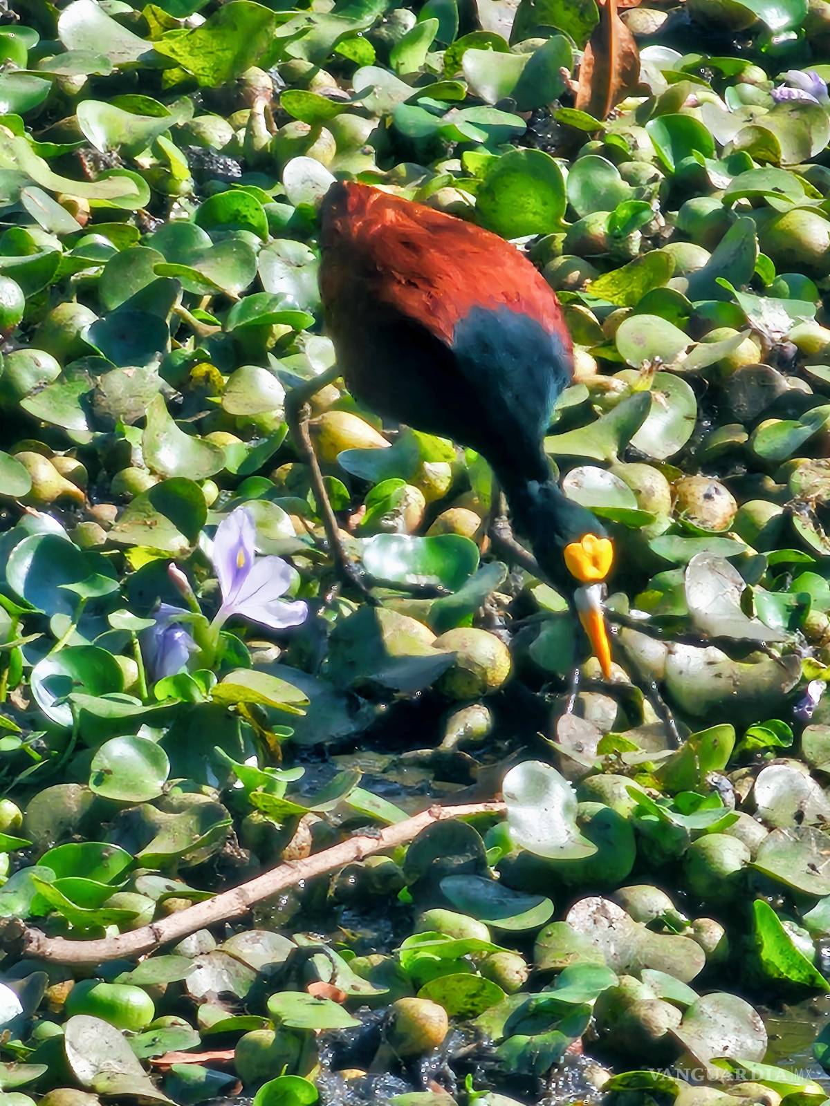 $!Las aves y la memoria del asombro