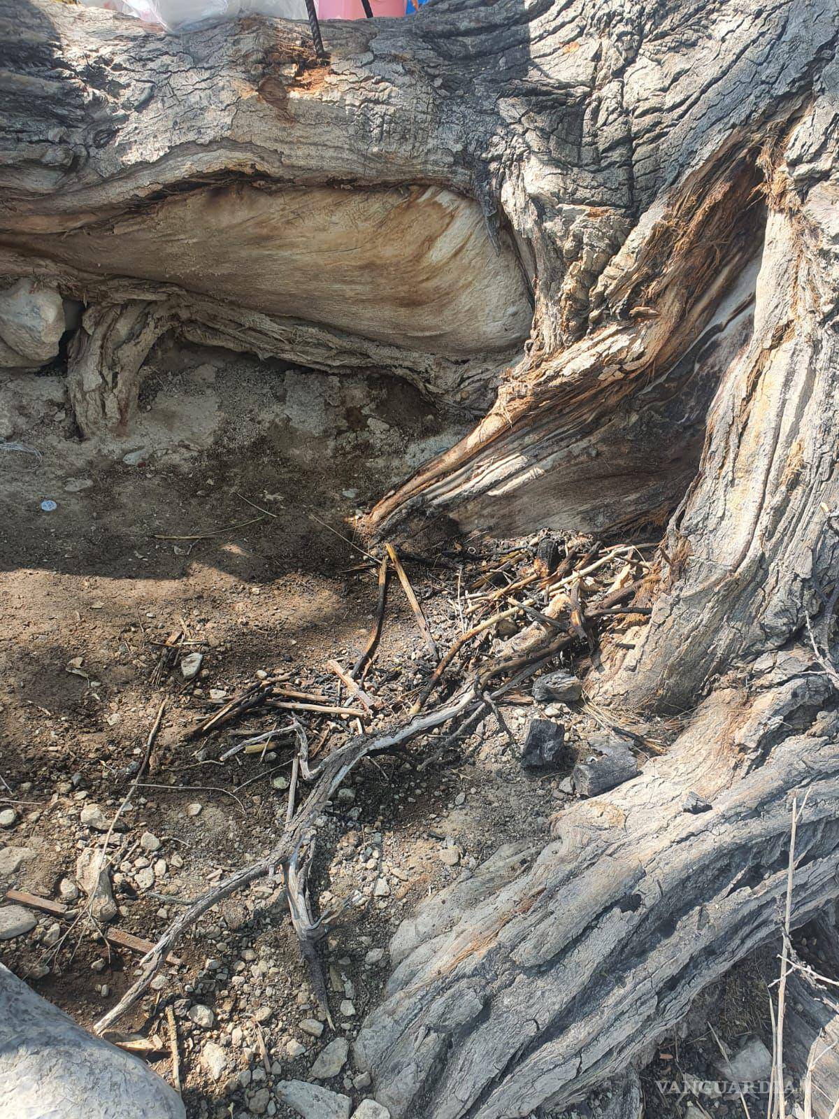 $!Autoridades municipales examinaron el lugar donde se encendió la fogata, donde se encontró que la raíz de un árbol resultó afectada.