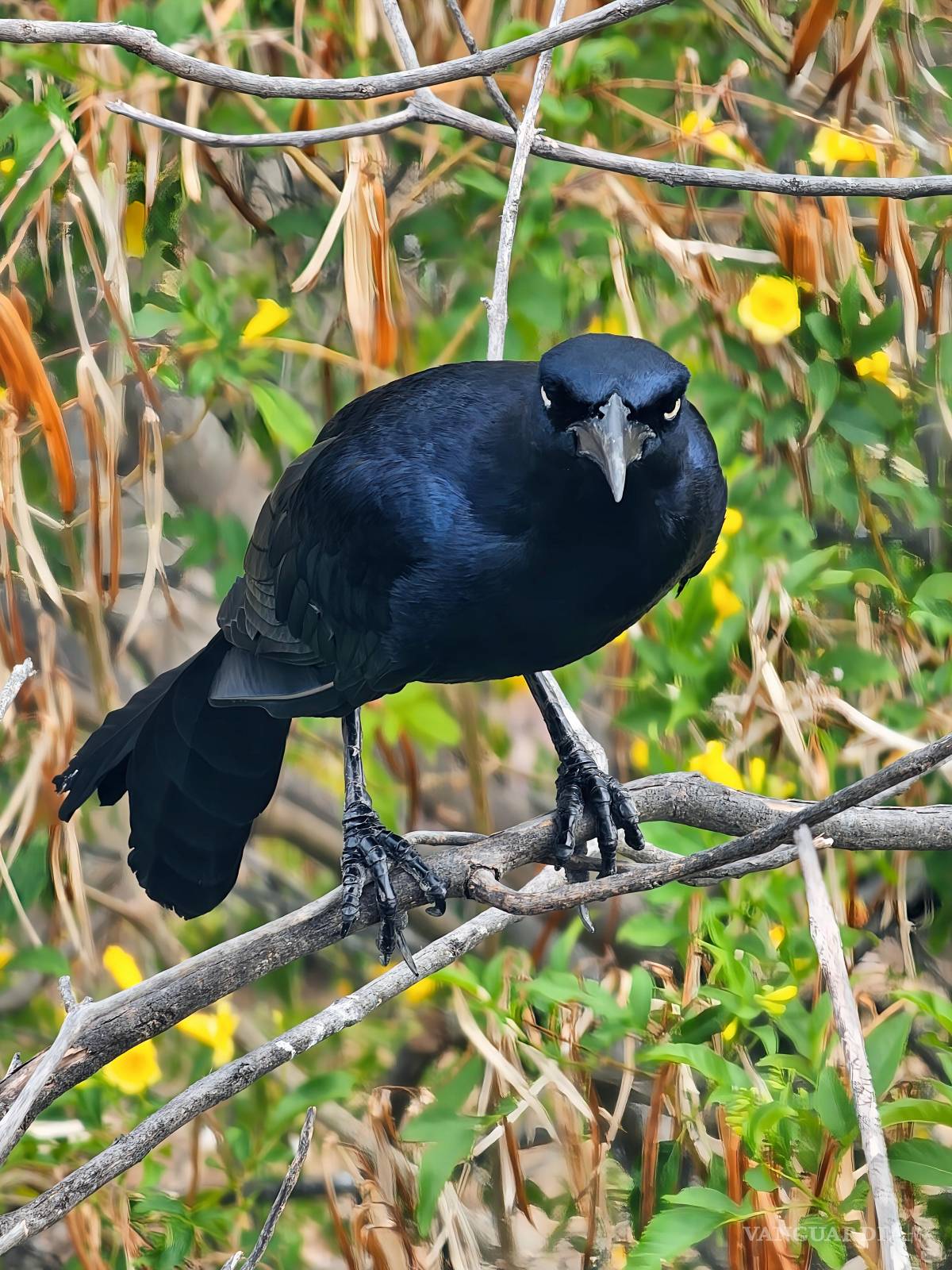 $!FOTO: MIGUEL CRESPO