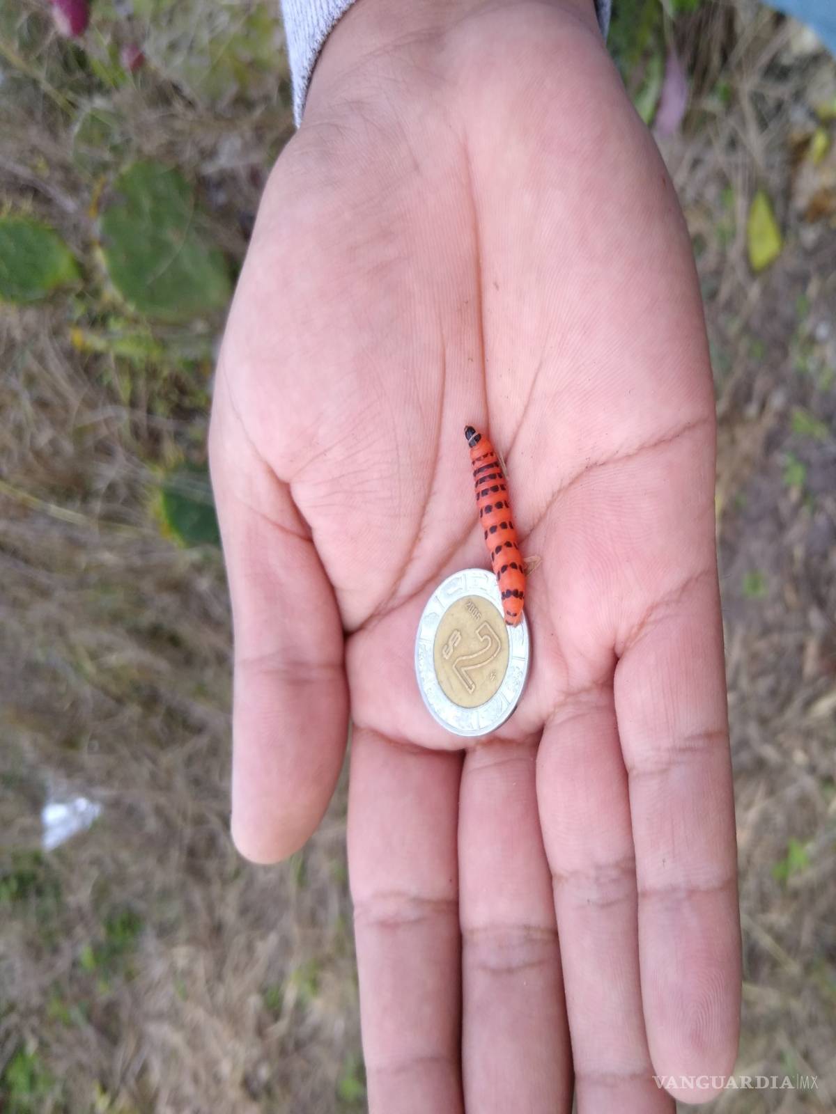 $!Plaga amenaza al nopal de México; investigadores de la Narro la detectan al sur de Texas