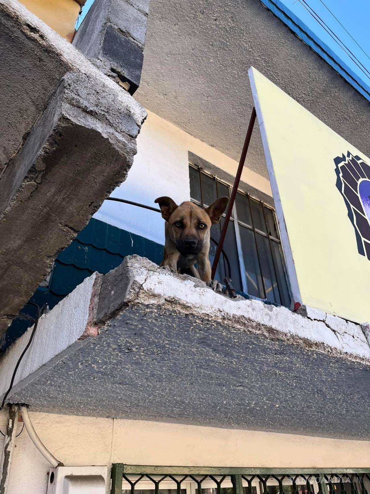 $!Los grupos de rescate luchan contra el abandono animal en techos y patios bajo el sol.