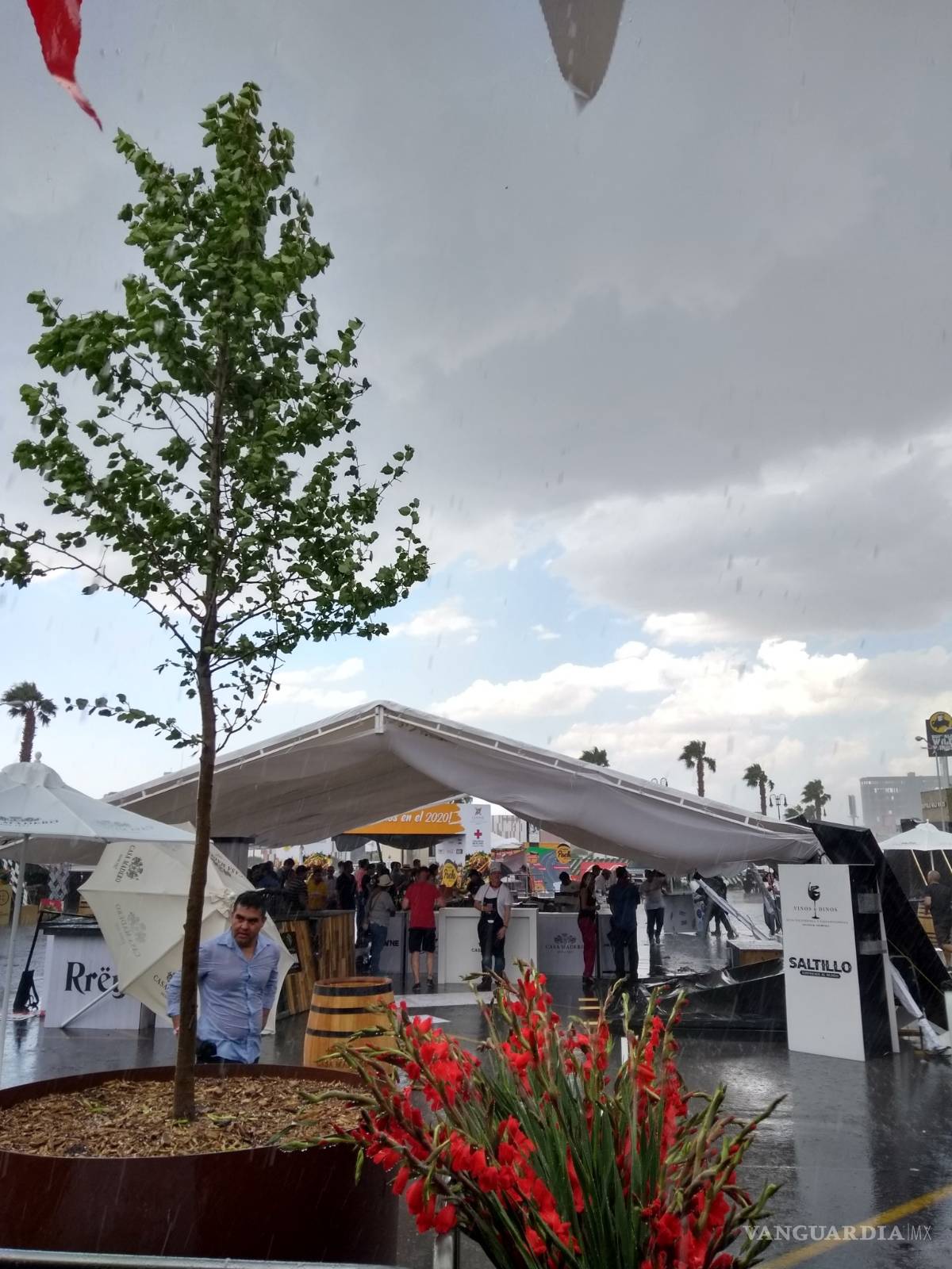 $!Tromba causa caos en norte de Saltillo; caen árboles y panorámicos