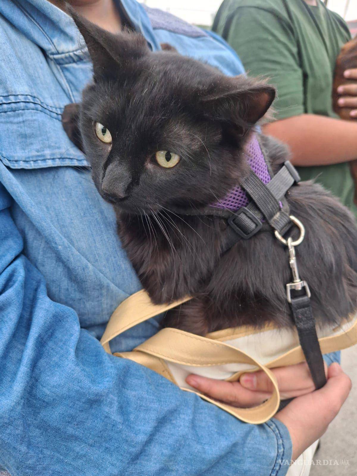 $!Autoridades promueven el cuidado responsable y la salud pública a través de atención continua.