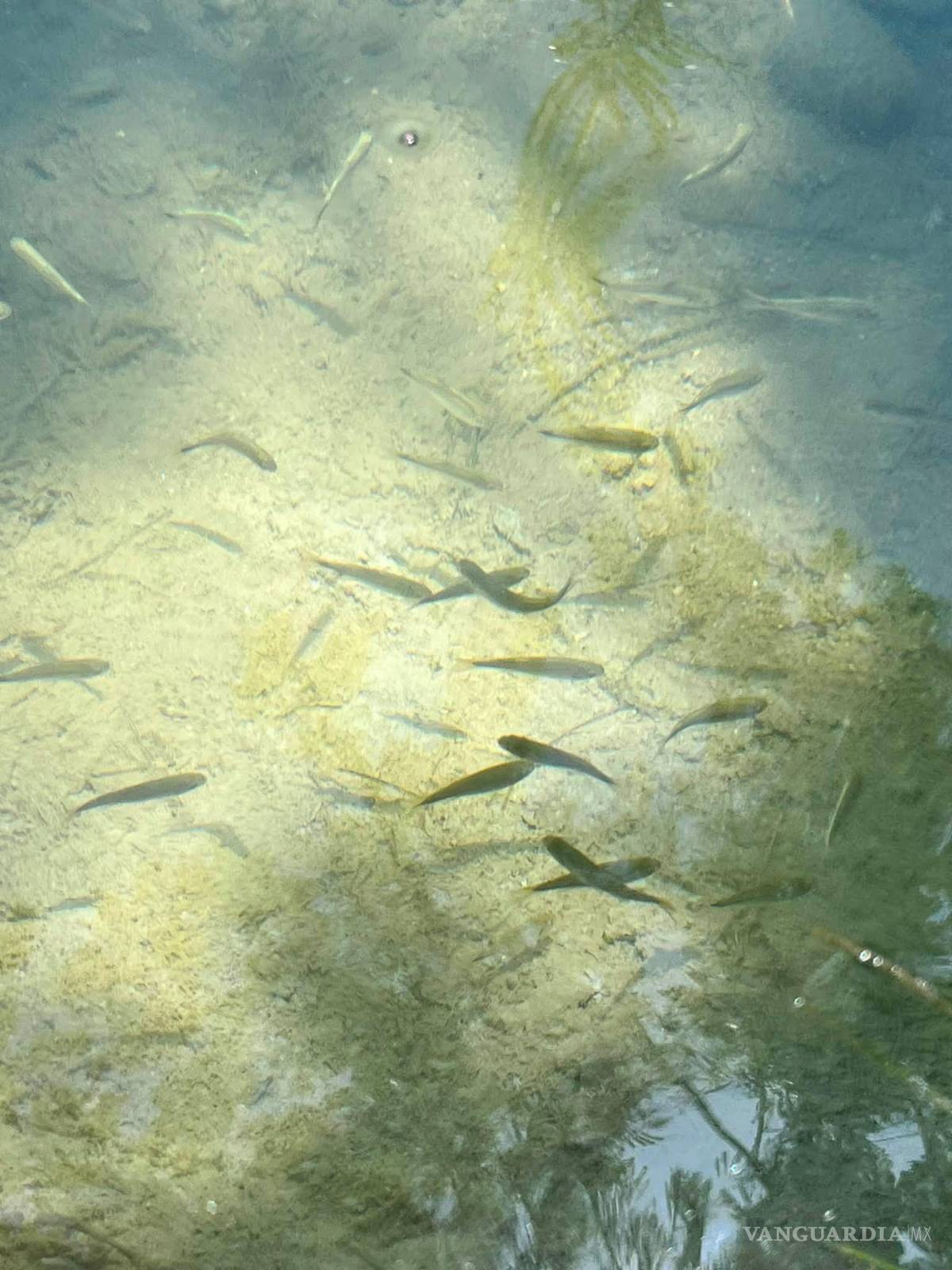 $!En los tramos considerados con mejor calidad del agua se registraron peces de distintas especies y etapas de desarrollo.