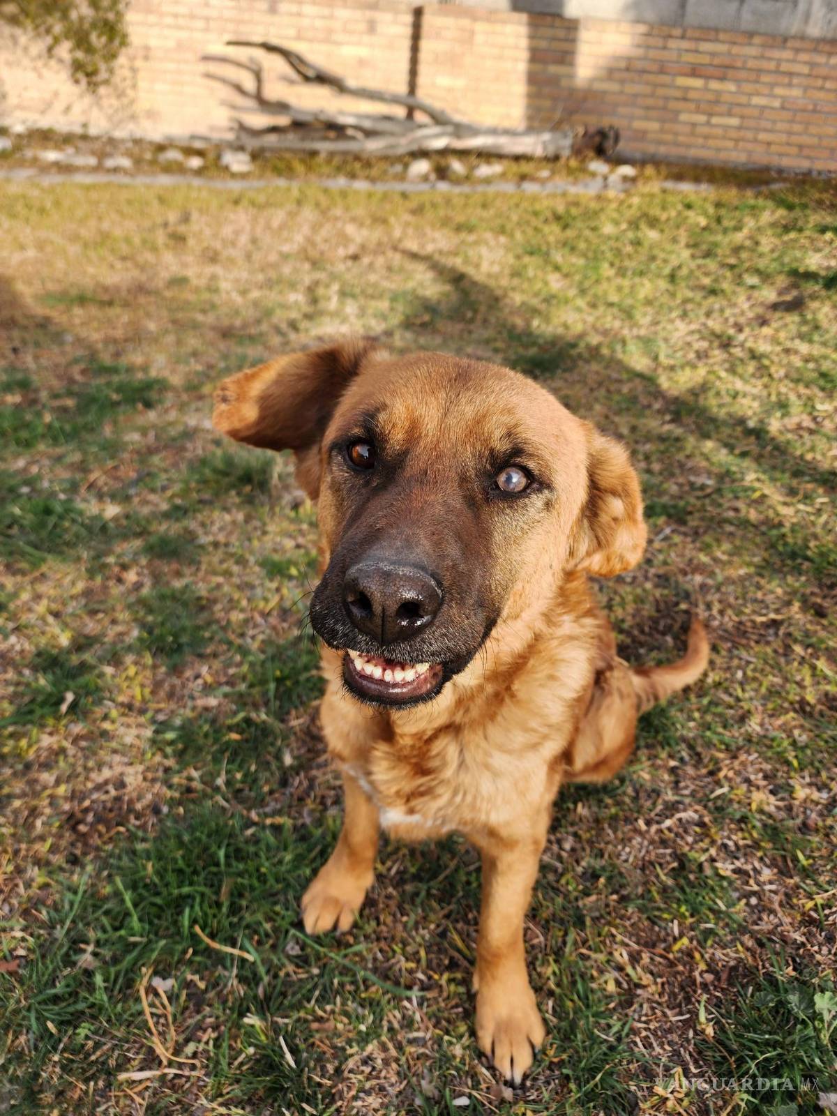$!“Canelo”, perro rescatado y ya esterilizado, busca una adopción responsable tras varios meses bajo resguardo.
