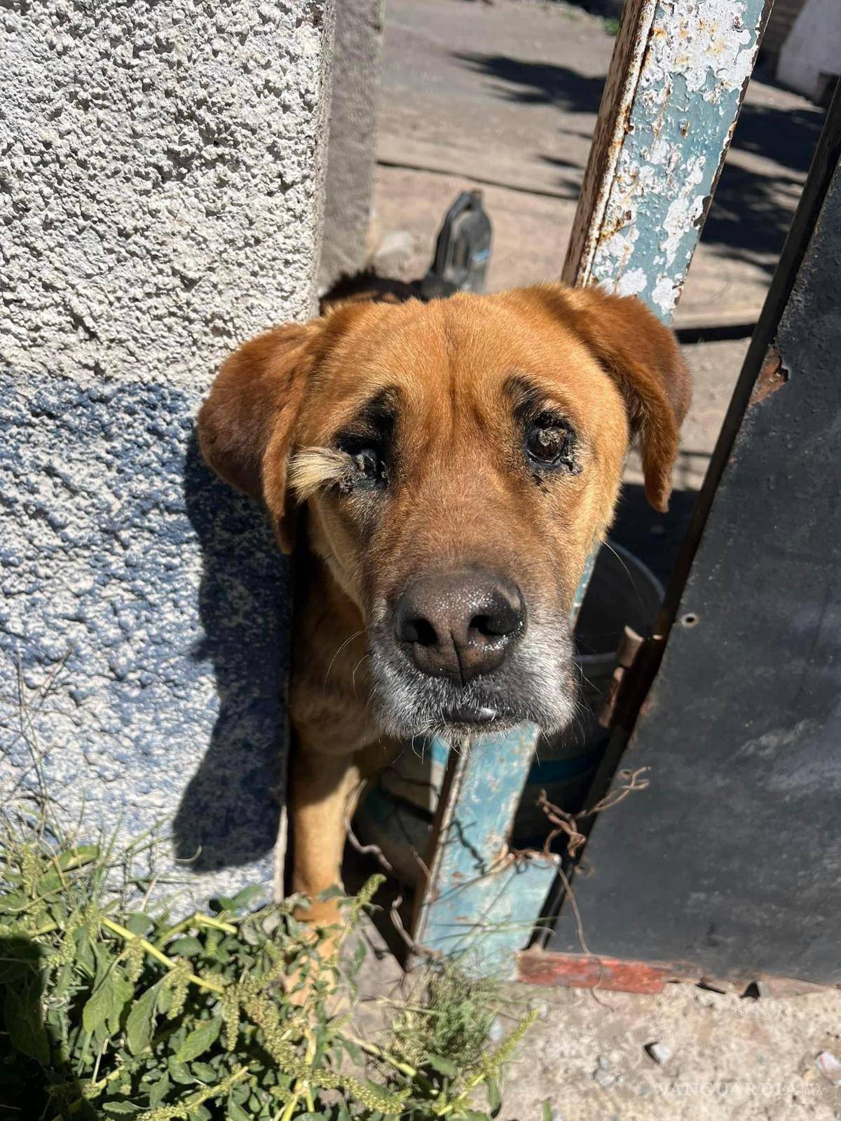 $!a Ley de Protección Animal existe, pero su aplicación sigue siendo un desafío.