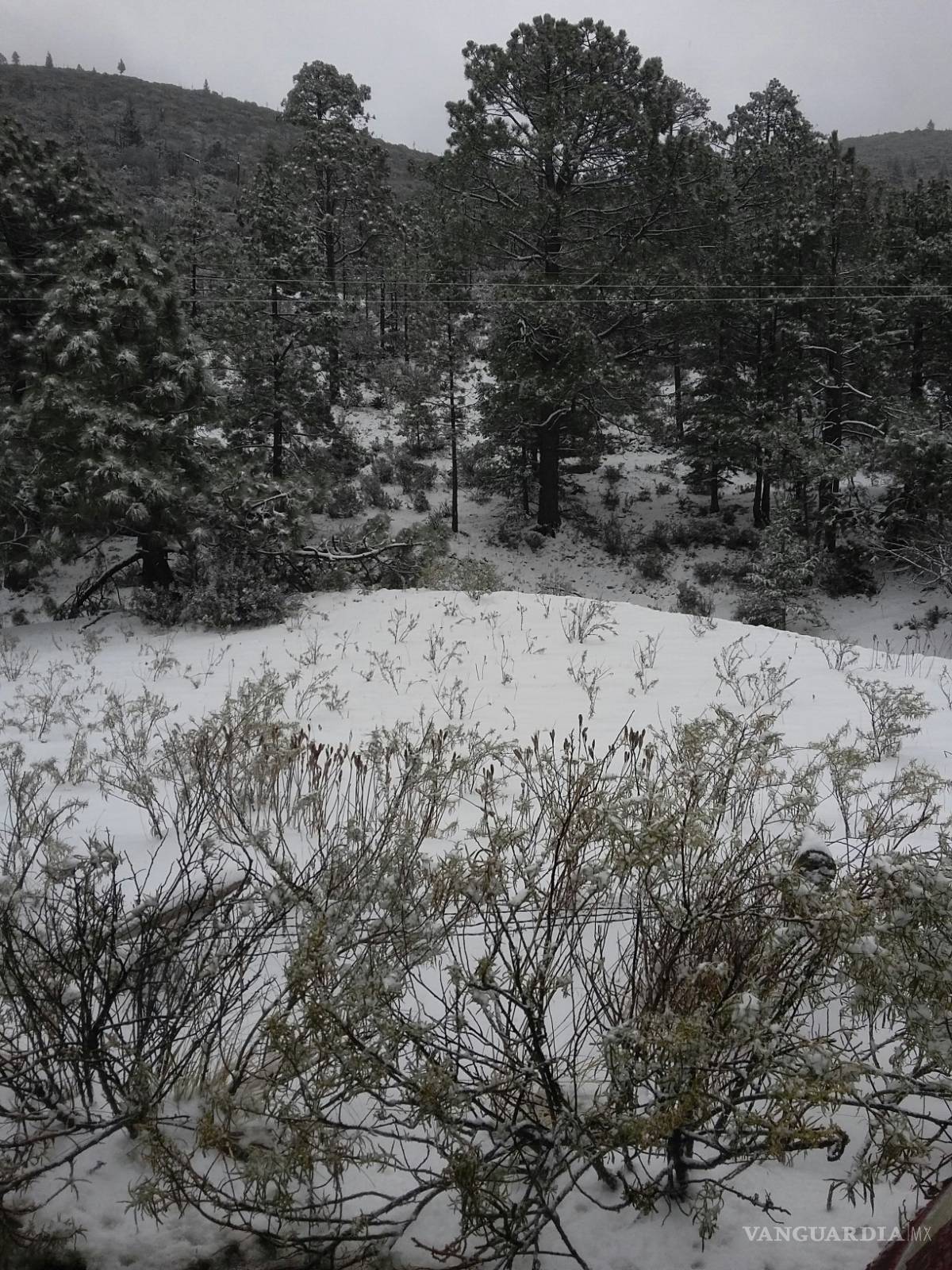 $!Cae aguanieve en Saltillo