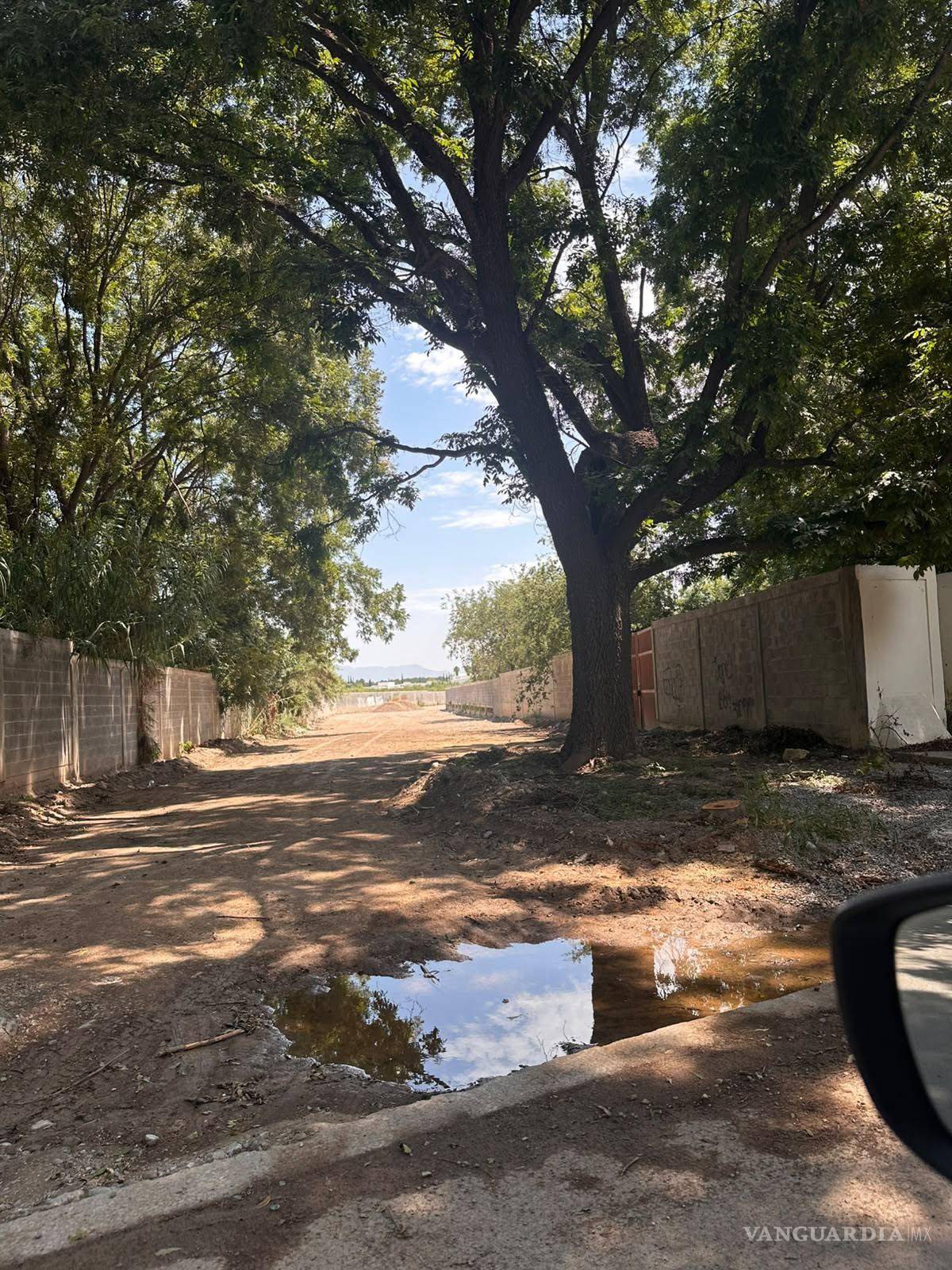 $!El nogal se encontraba en una vialidad del sector Rincón del Campestre, donde la organización reportó posteriormente su tala.