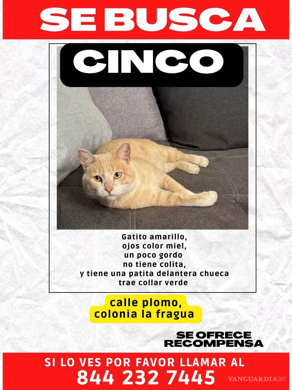 $!La familia difundió una ficha con las características de “Cinco” y habilitó un número telefónico para recibir cualquier reporte sobre su posible ubicación.