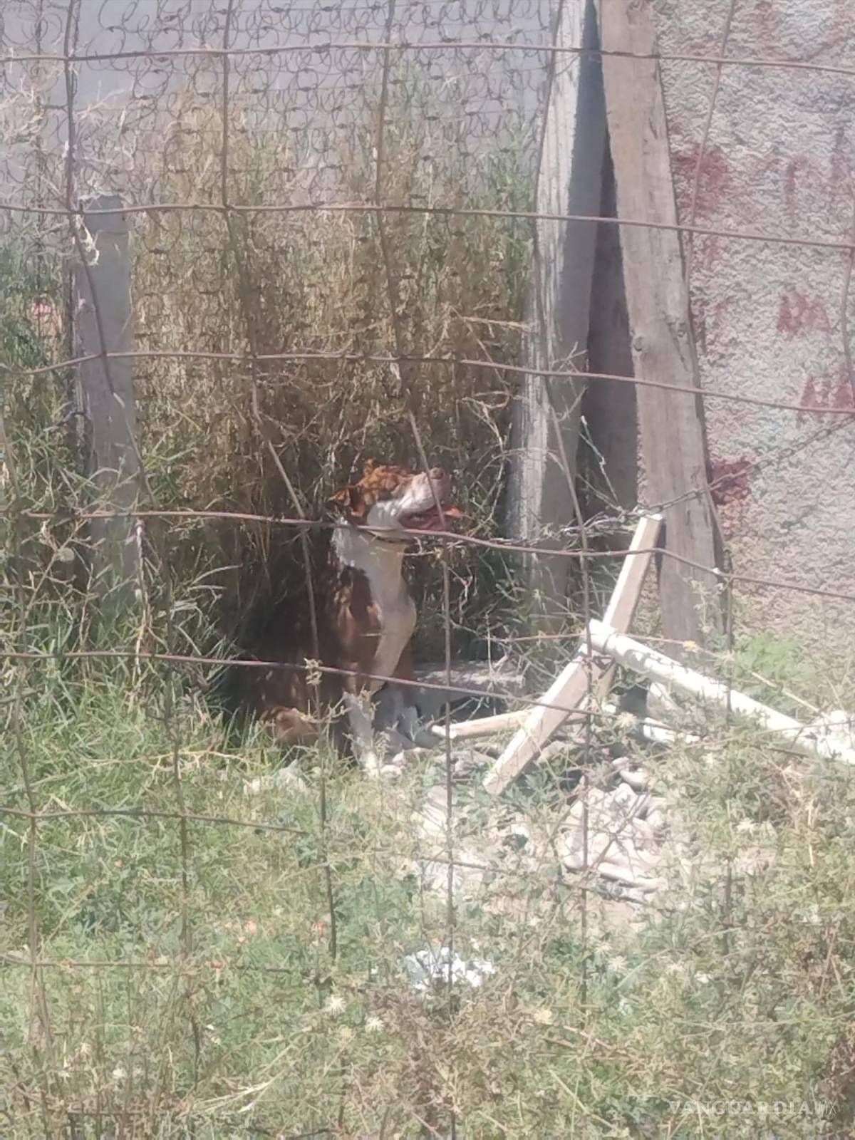 $!Usuarios difunden el artículo 261 del Código Penal de Coahuila, que sanciona el maltrato animal, subrayando la importancia de conocer y hacer cumplir la ley.