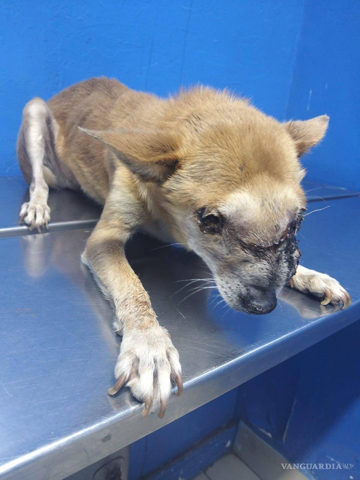 $!El perrito presenta afectaciones en ojos y vías respiratorias, además de desnutrición y episodios de convulsiones.