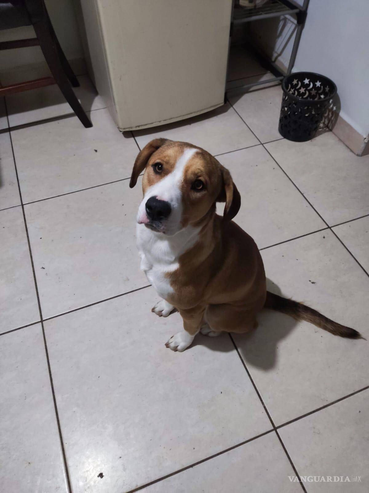 $!Buscan casa para Koda, perrito abandonado de Saltillo.