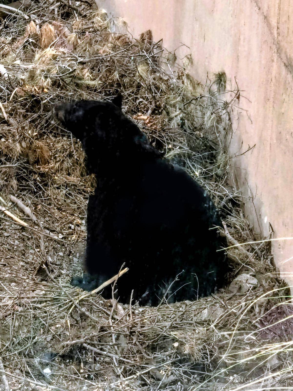 $!Los osos negros cumplen una función clave en el ecosistema al dispersar semillas y contribuir a la conservación de los bosques en la región.