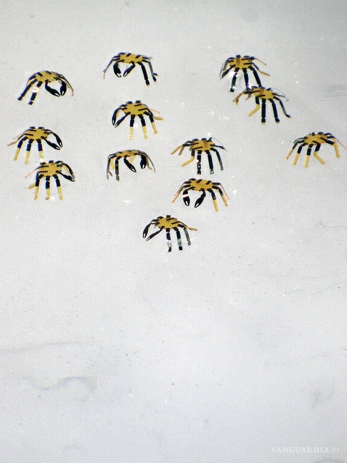 $!Grupo de micro robots de medio milímetro.