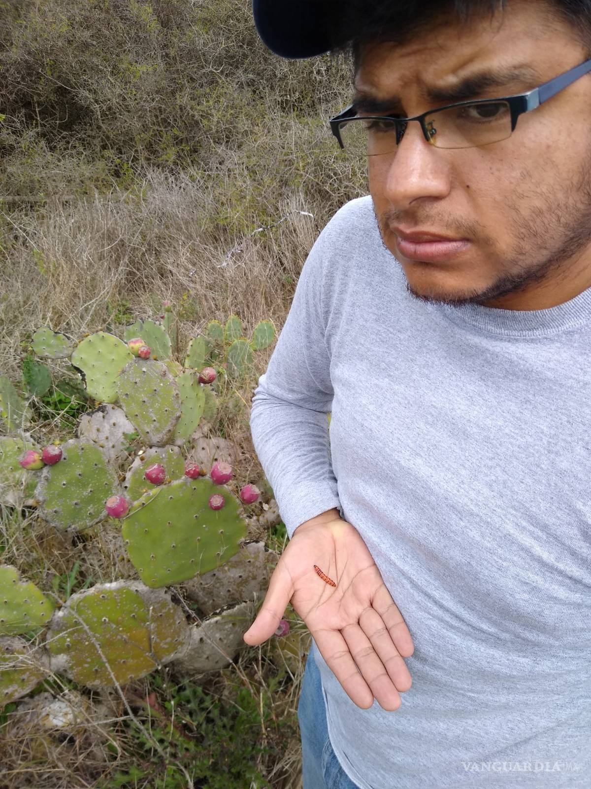 $!Plaga amenaza al nopal de México; investigadores de la Narro la detectan al sur de Texas