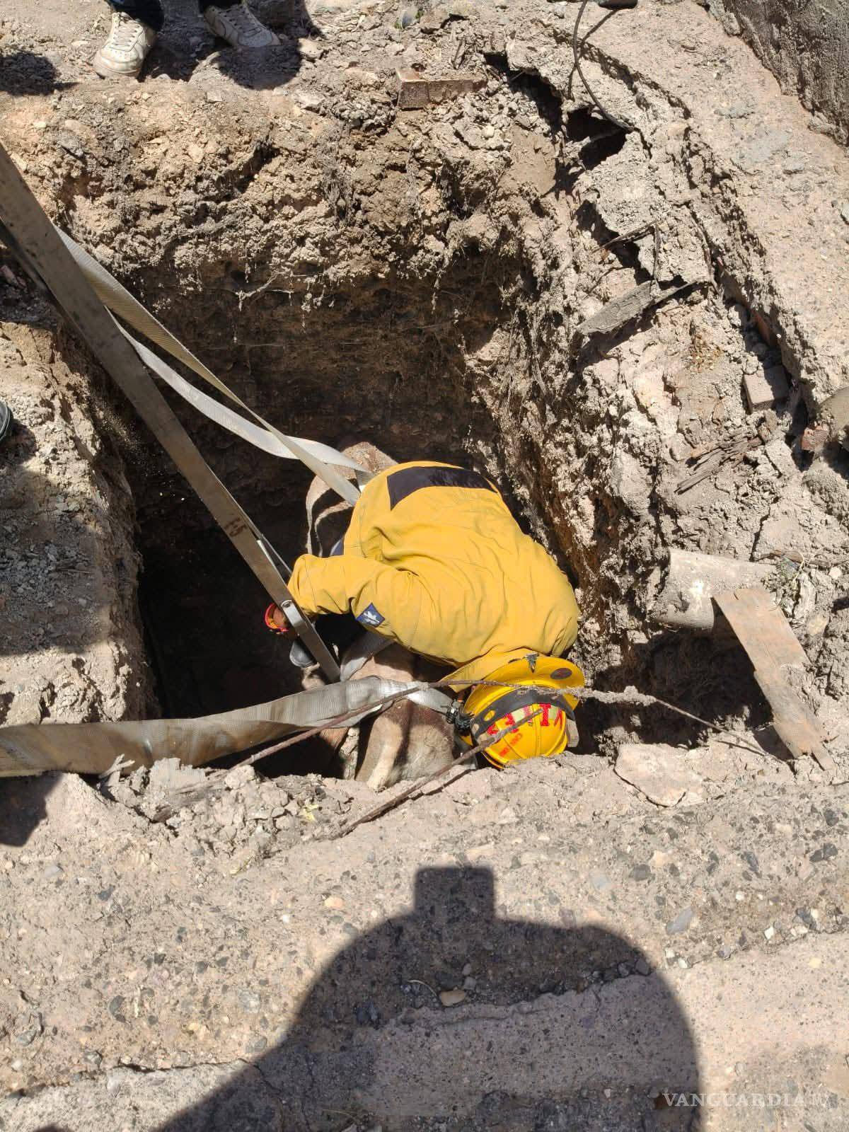 $!Durante la operación de rescate, brigadistas utilizaron equipo especializado y maniobras de precisión para asegurar al animal atrapado, evitando que sufriera lesiones adicionales mientras era extraído de la cavidad.
