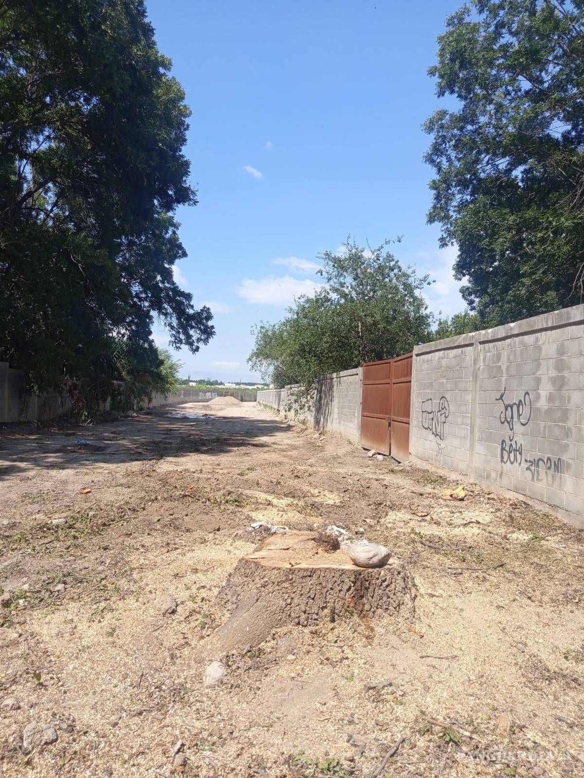 $!Tras los trabajos, únicamente quedó el tocón del nogal en el sitio donde se encontraba el ejemplar.