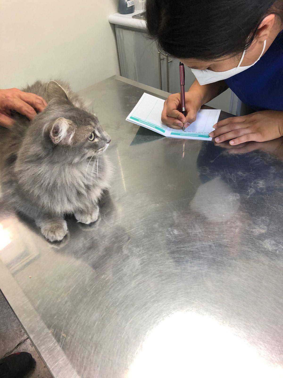 $!El gato siberiano fue encontrado en estado de abandono y rescatado por una ciudadana.