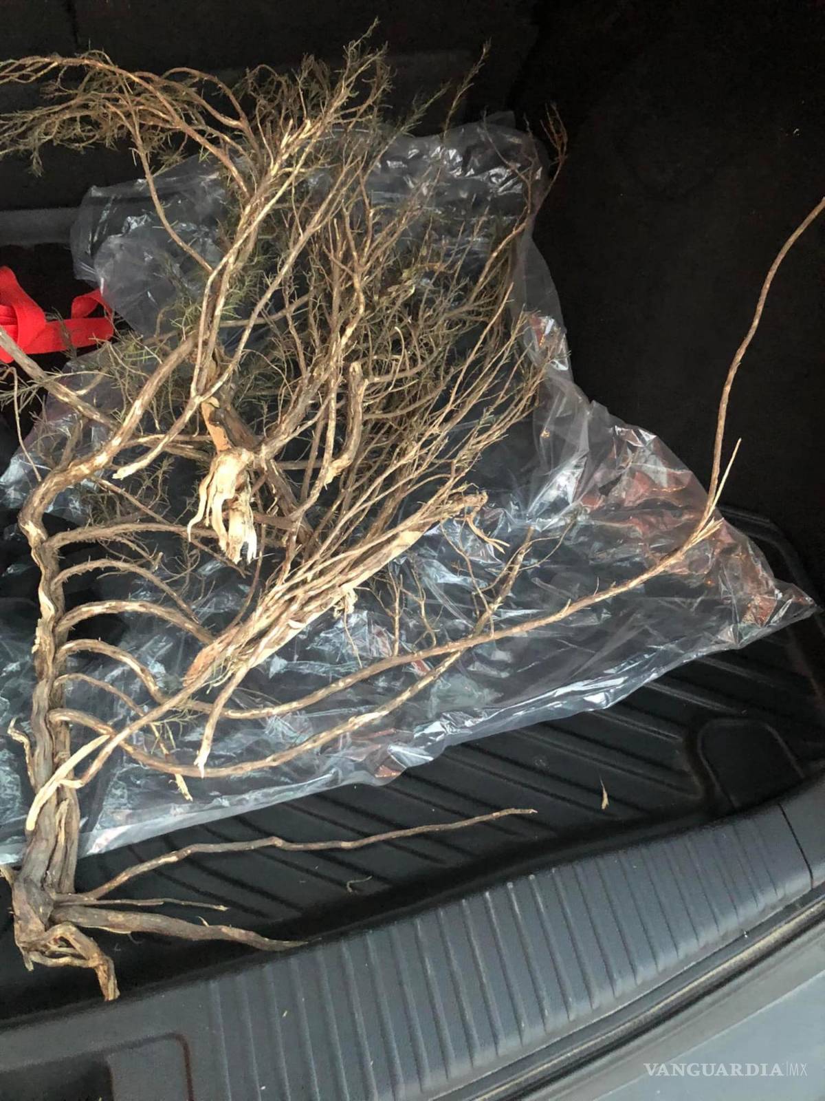 $!La mujer externó su alegría por haber encontrado su arbusto, a pesar de las condiciones.